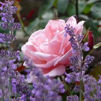 Nancy Wilber Photo 8