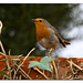 Robin Henley Photo 8