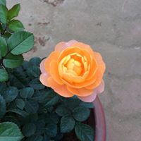 Thu Do Photo 45