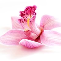 Lana Cheng Photo 6