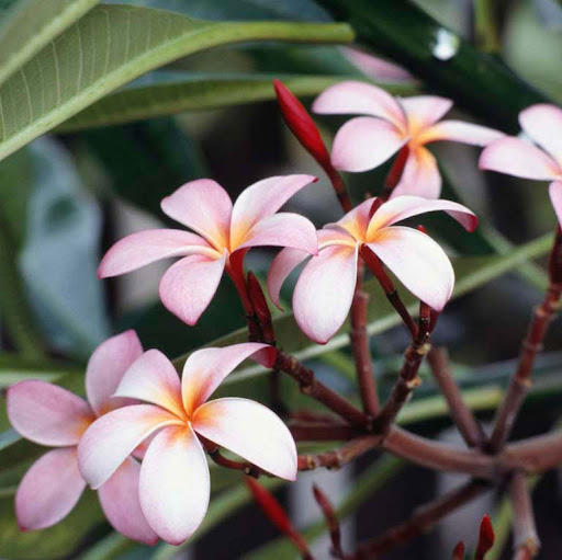 Lisa Sheppard Photo 13