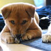 Thomas Yoon Photo 24