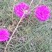 Rosa Alas Photo 23