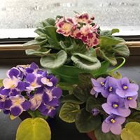 Colleen Howe Photo 30