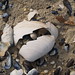 Christine Shell Photo 22