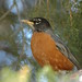 Robin Walden Photo 13