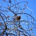 Lynn Cardinal Photo 13
