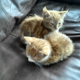 Tracey Cole Photo 15