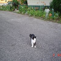 Patricia Link Photo 20