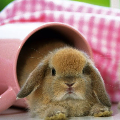 Kristie Scott Photo 8