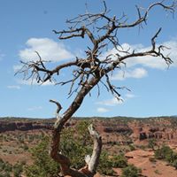 Diane Nelson Photo 18
