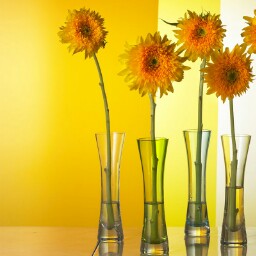 Leslie Sharpe Photo 8