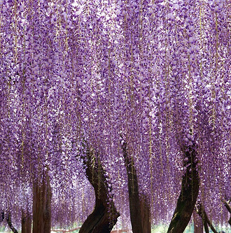 Beverly Thompson Photo 29 Beverly Thompson Photo 29