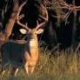 Chris Alewine Photo 5
