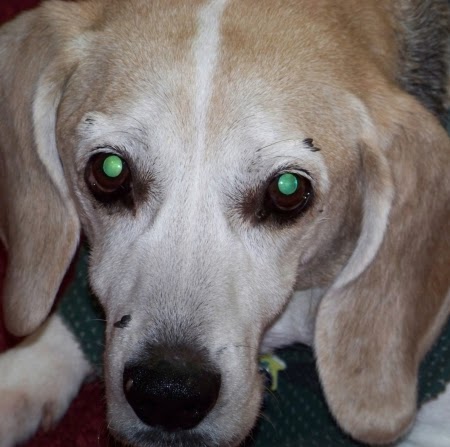 Cheryl Pierce Photo 28