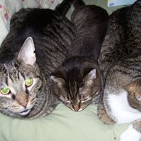 Paula Totten Photo 11