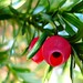 Berry Bell Photo 20