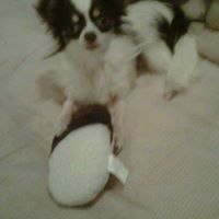 Janice Chamberlain Photo 20