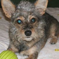 Rose Carpenter Photo 16