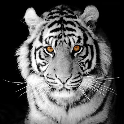 Ray Cameron Photo 31 Ray Cameron Photo 31