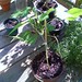 Jill Bean Photo 19