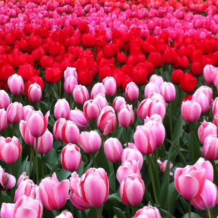 Tracey O'Connor Photo 14