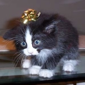 Stephanie Nicholson Photo 39