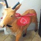 Bruce Campbell Photo 54 Bruce Campbell Photo 54