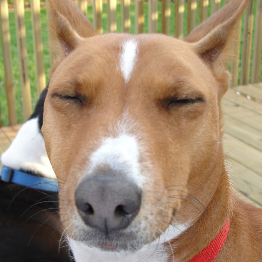 David Flint Photo 26