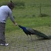 Helen Peacock Photo 4