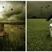 Carmen Crow Photo 5