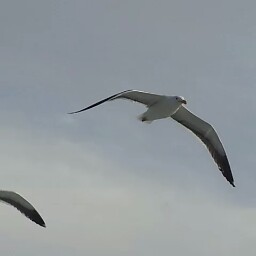 Robert Landrum Photo 14