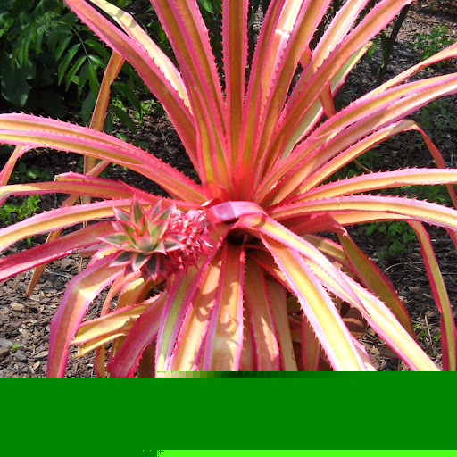 Sherry Myers Photo 9