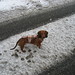 Marcus Snow Photo 5