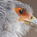 Tracy Bird Photo 14