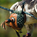 Jessie Hawk Photo 16