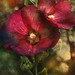 Linda Warner Photo 35