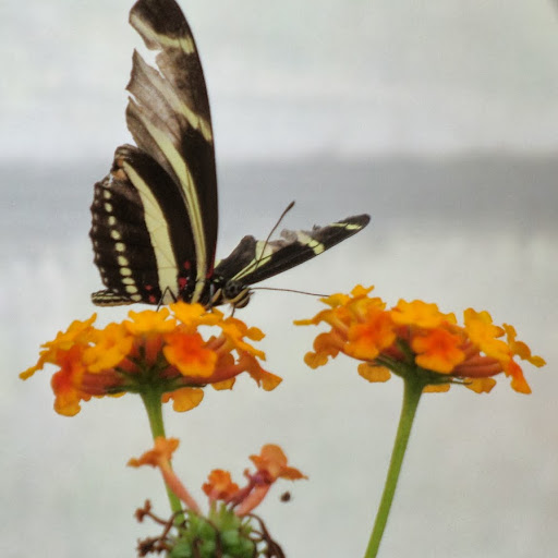 Janet Goldsmith Photo 16