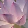 Karen Lorenz Photo 18