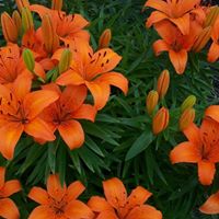 Debra Maloney Photo 25