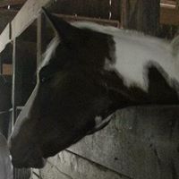 David Davidson Photo 25 David Davidson Photo 25