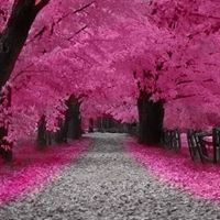 Nadine Pink Photo 2
