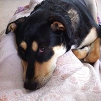 Susan Toth Photo 24 Susan Toth Photo 24