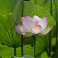 Jing Zheng Photo 17