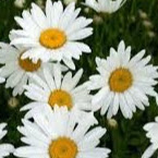 Amy Fitzgerald Photo 16