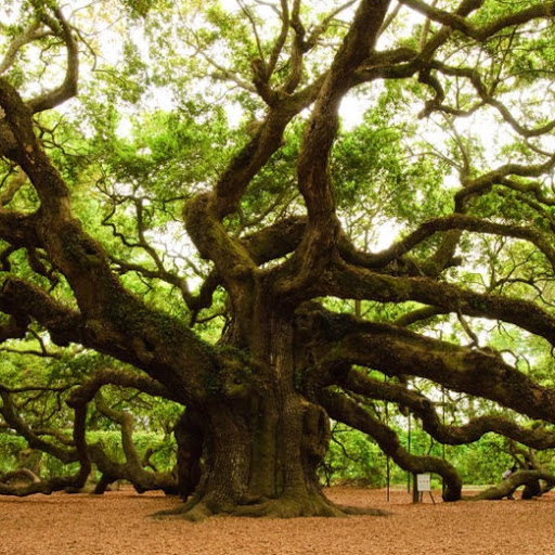 Roger Carlson Photo 18