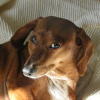 Frank Ingram Photo 2