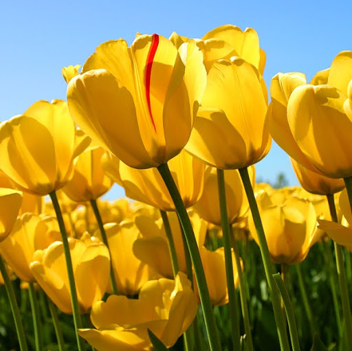 Linda Corcoran Photo 26