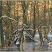 Robert Salm Photo 25