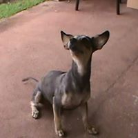 Vickie King Photo 16